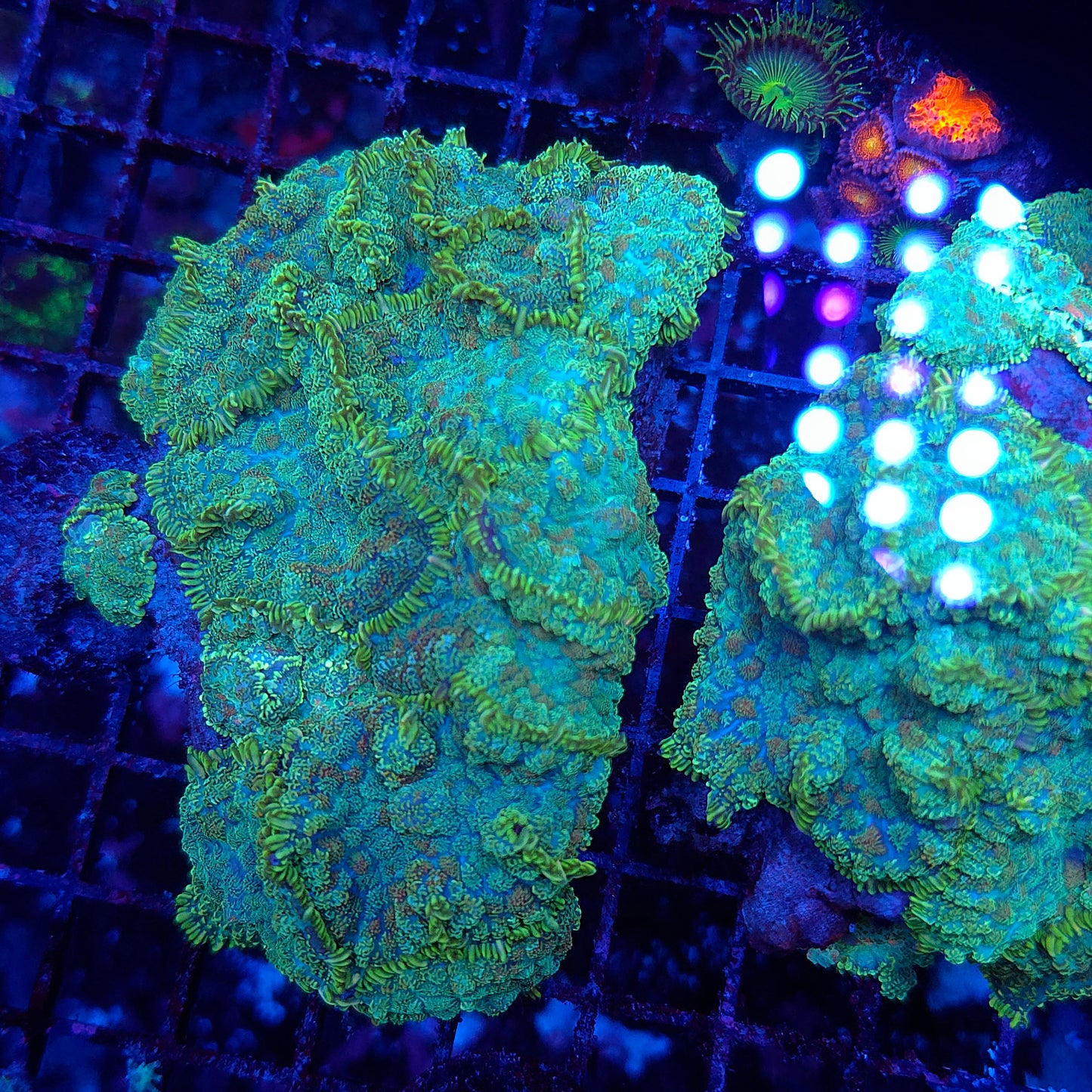 Bullseye Mushroom Colony Rock (Video in pics)