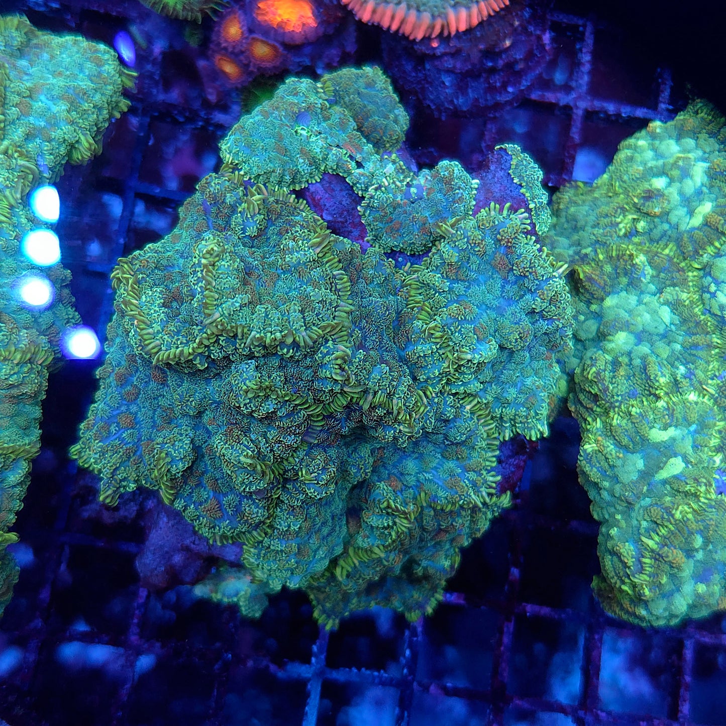 Bullseye Mushroom Colony Rock (Video in pics)