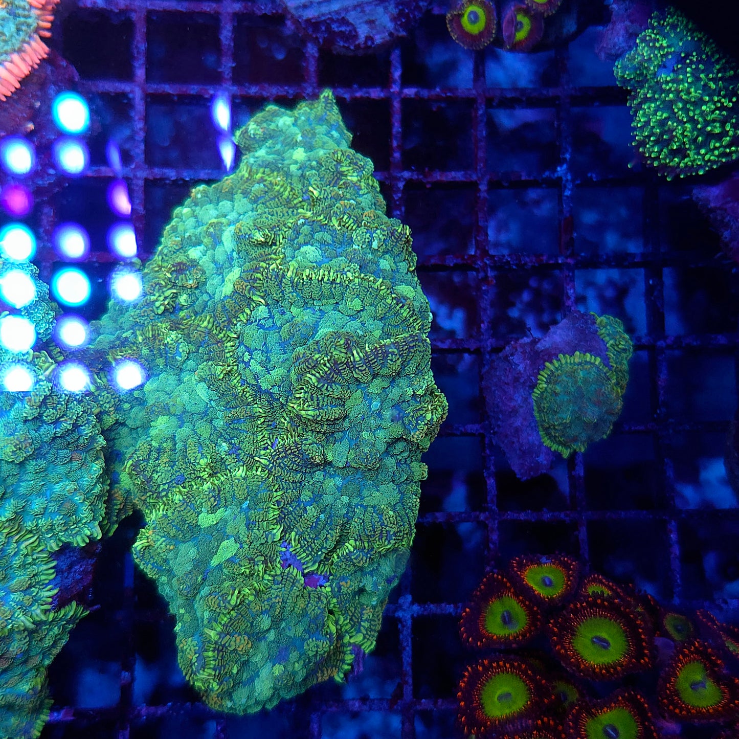 Bullseye Mushroom Colony Rock (Video in pics)