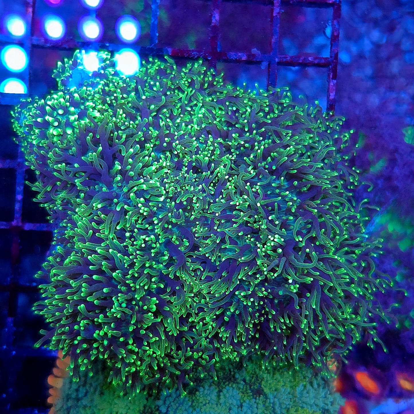 Bright Green Hairy Mushroom Colony Rock (Video in pics)