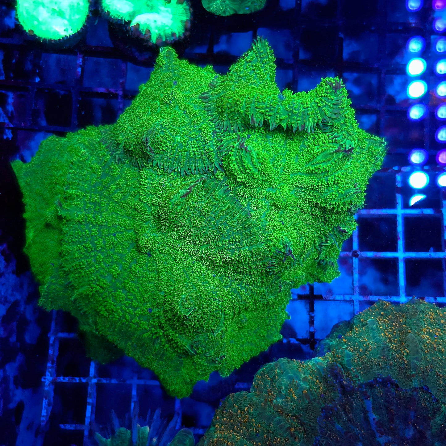 XL Toxic Green Mushroom Rock (Video in pics)