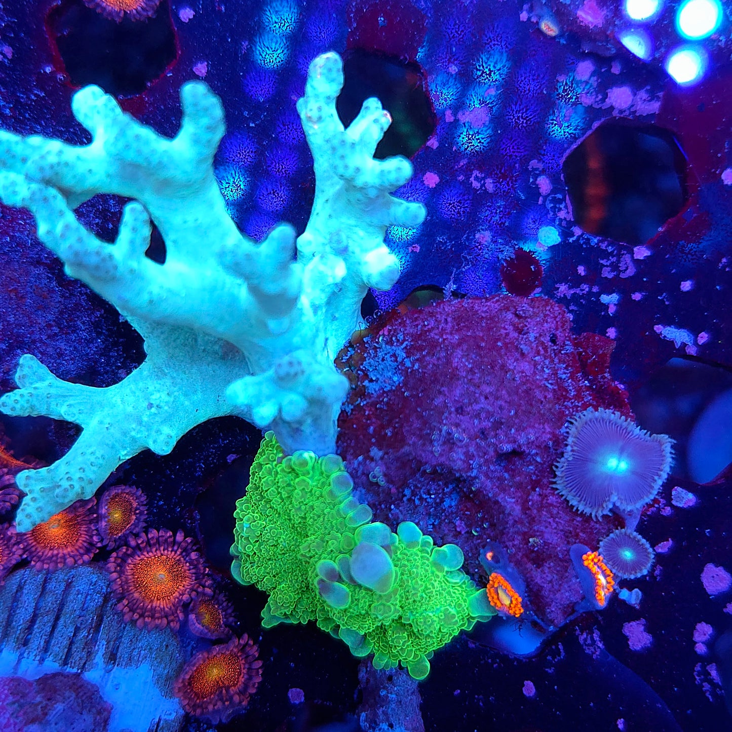 Crazy Leather Zoa and Bounce Mushroom Combo Rock (Video in pics)