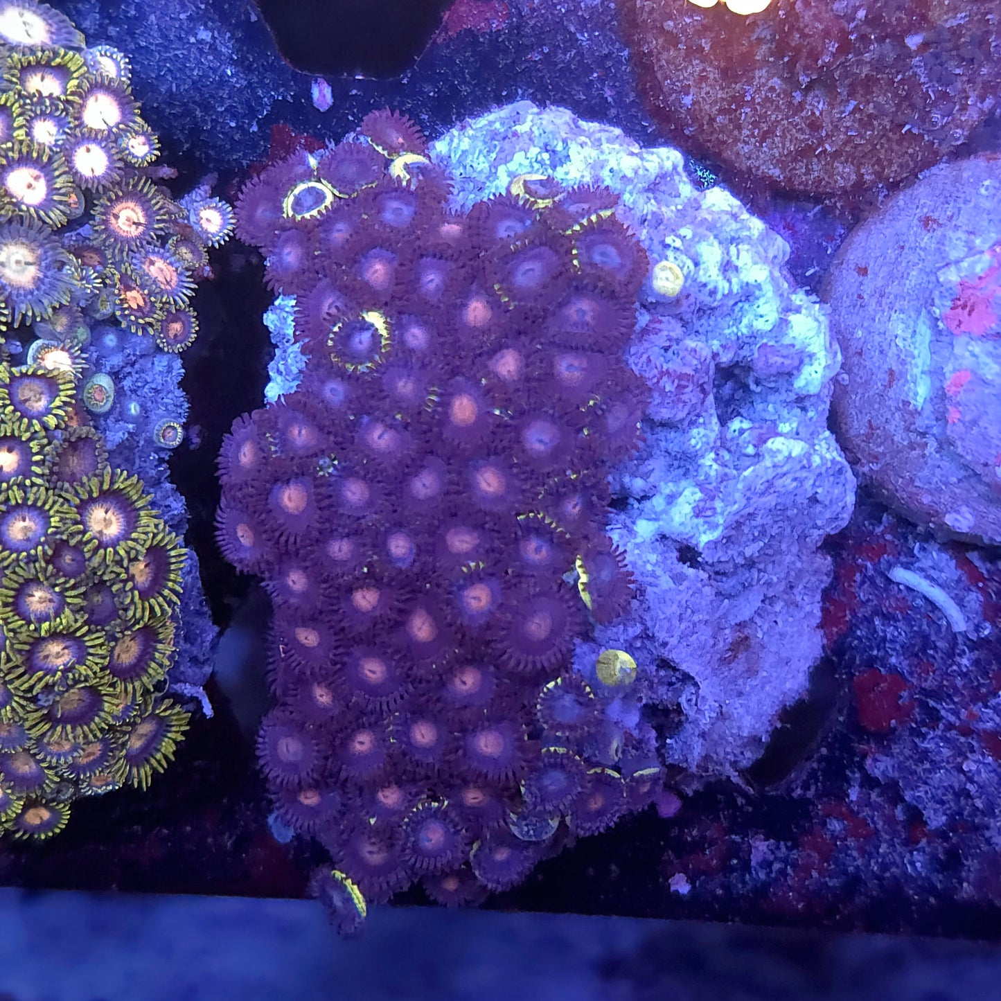 Purple Plum Zoa Mini Colony
