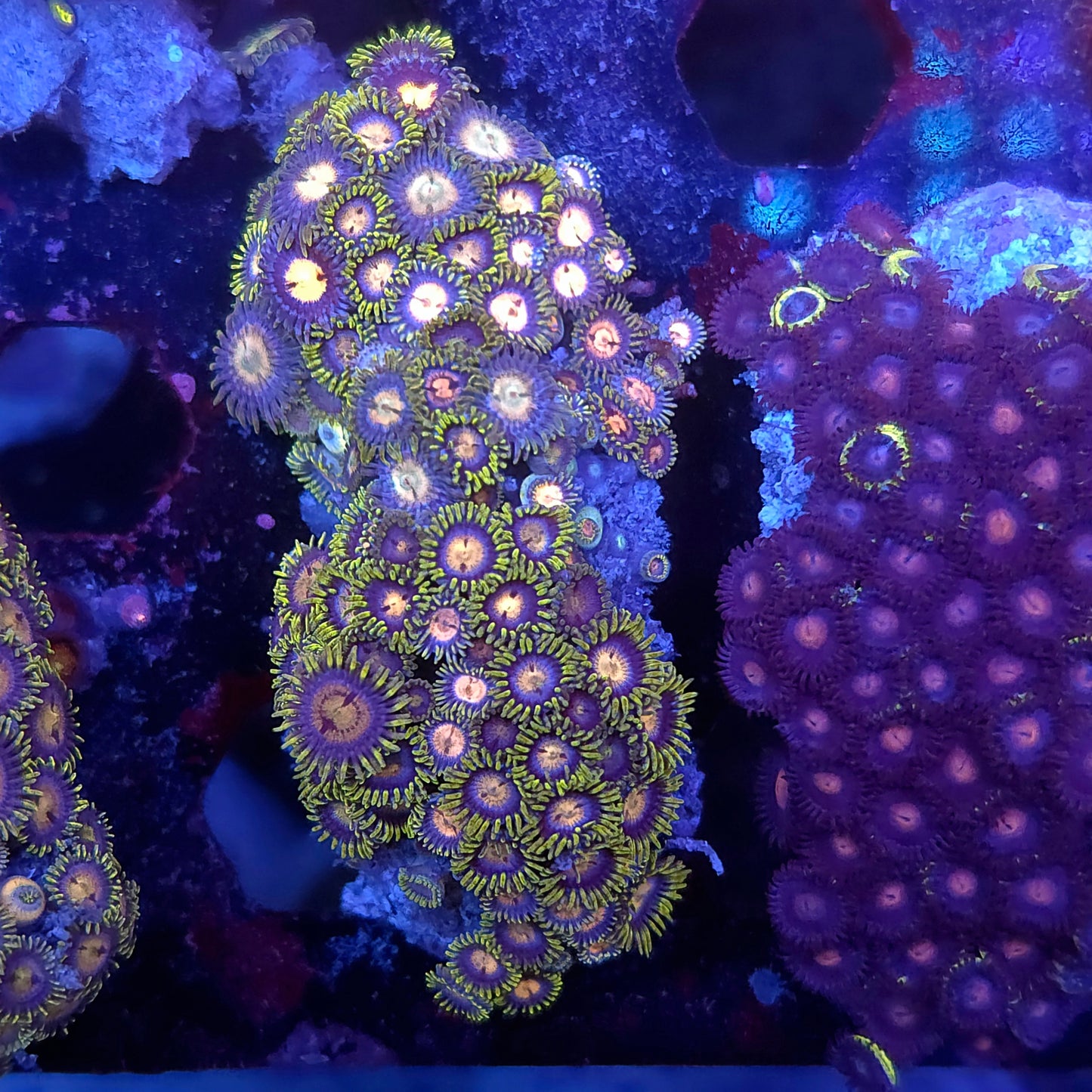 Combo Zoa Mini Colony