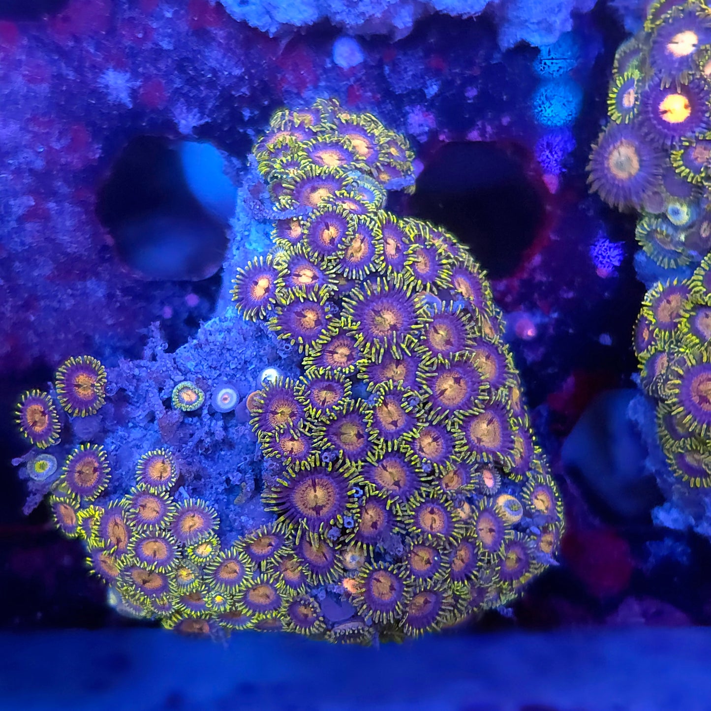 Laser Lemon Zoa Mini Colony