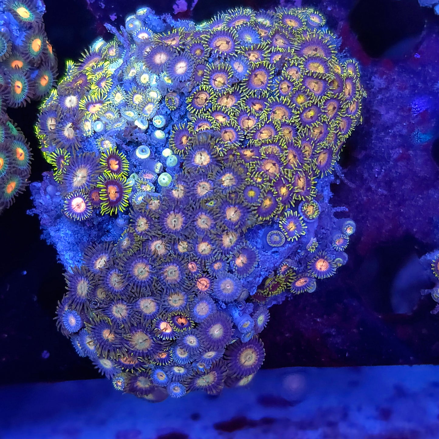 Laser Lemon Zoa Combo Rock Colony