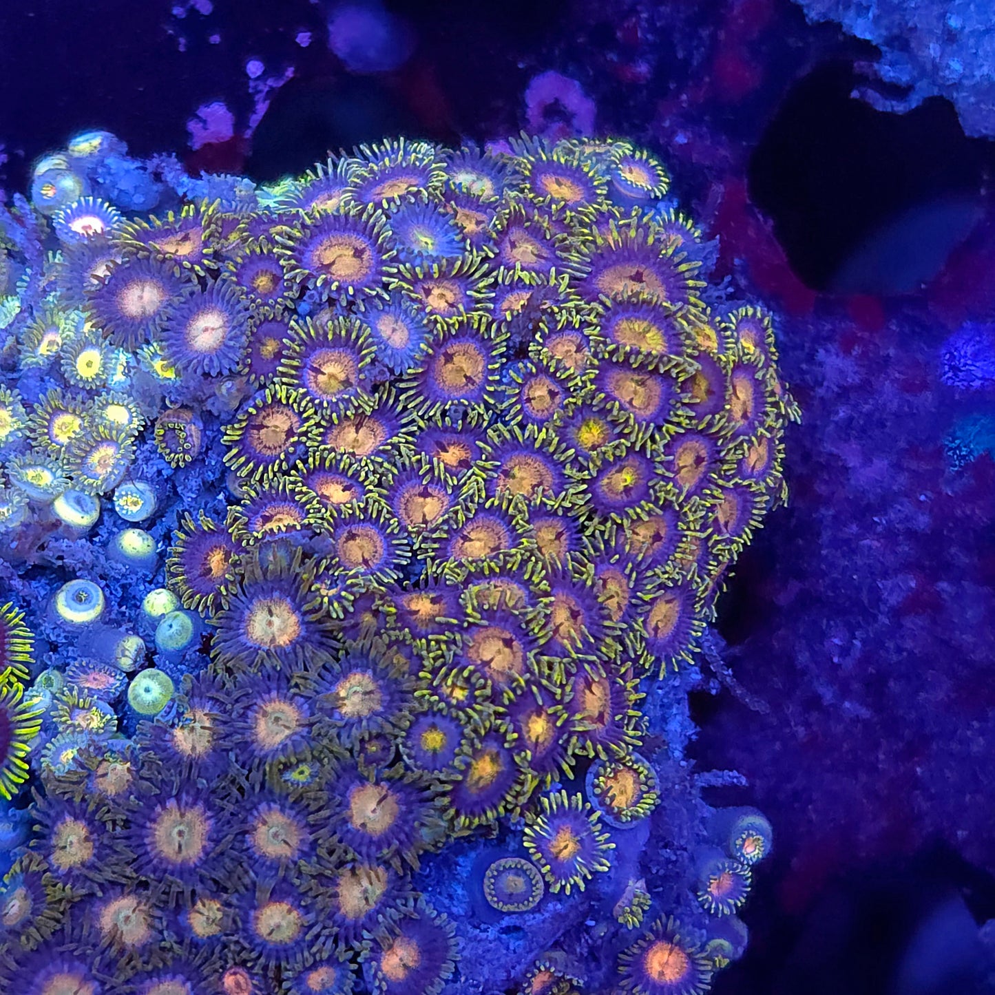Laser Lemon Zoa Combo Rock Colony