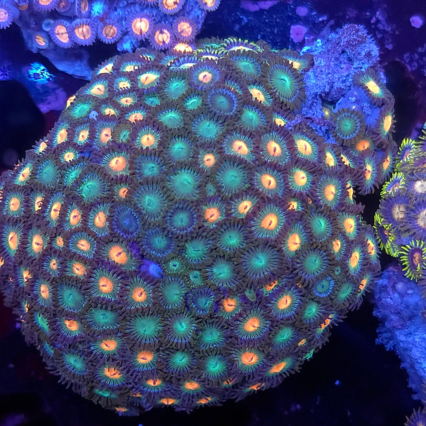 Mix Zoa Full Colony Combo Rock