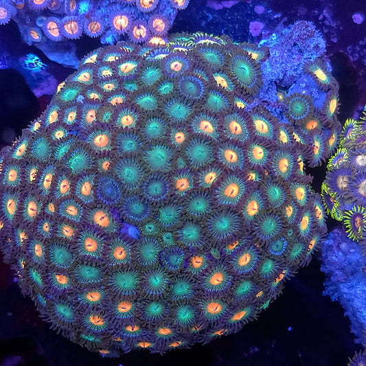 Mix Zoa Full Colony Combo Rock