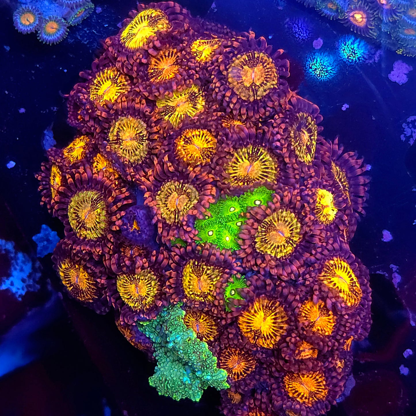 Crazy Mix Zoa Mushroom Rock