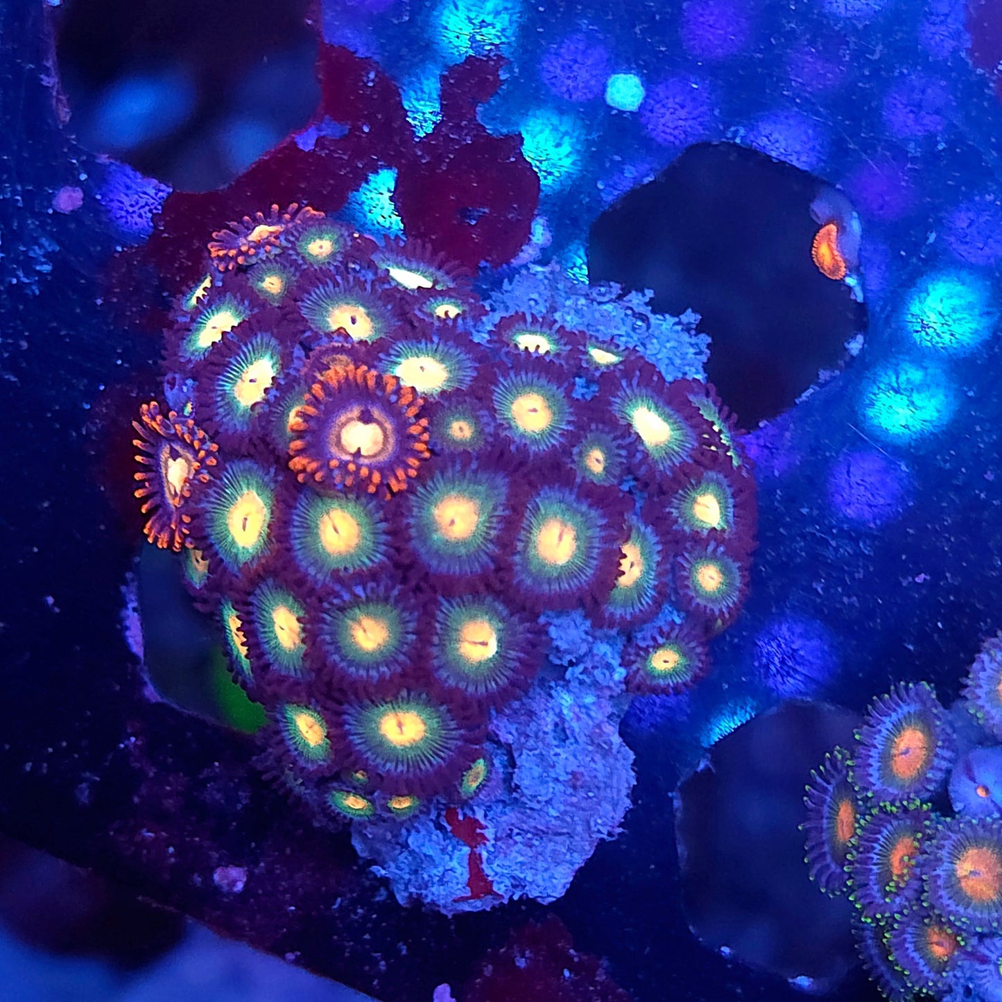 Gorilla Nip Zoa Combo Mini Colony Rock