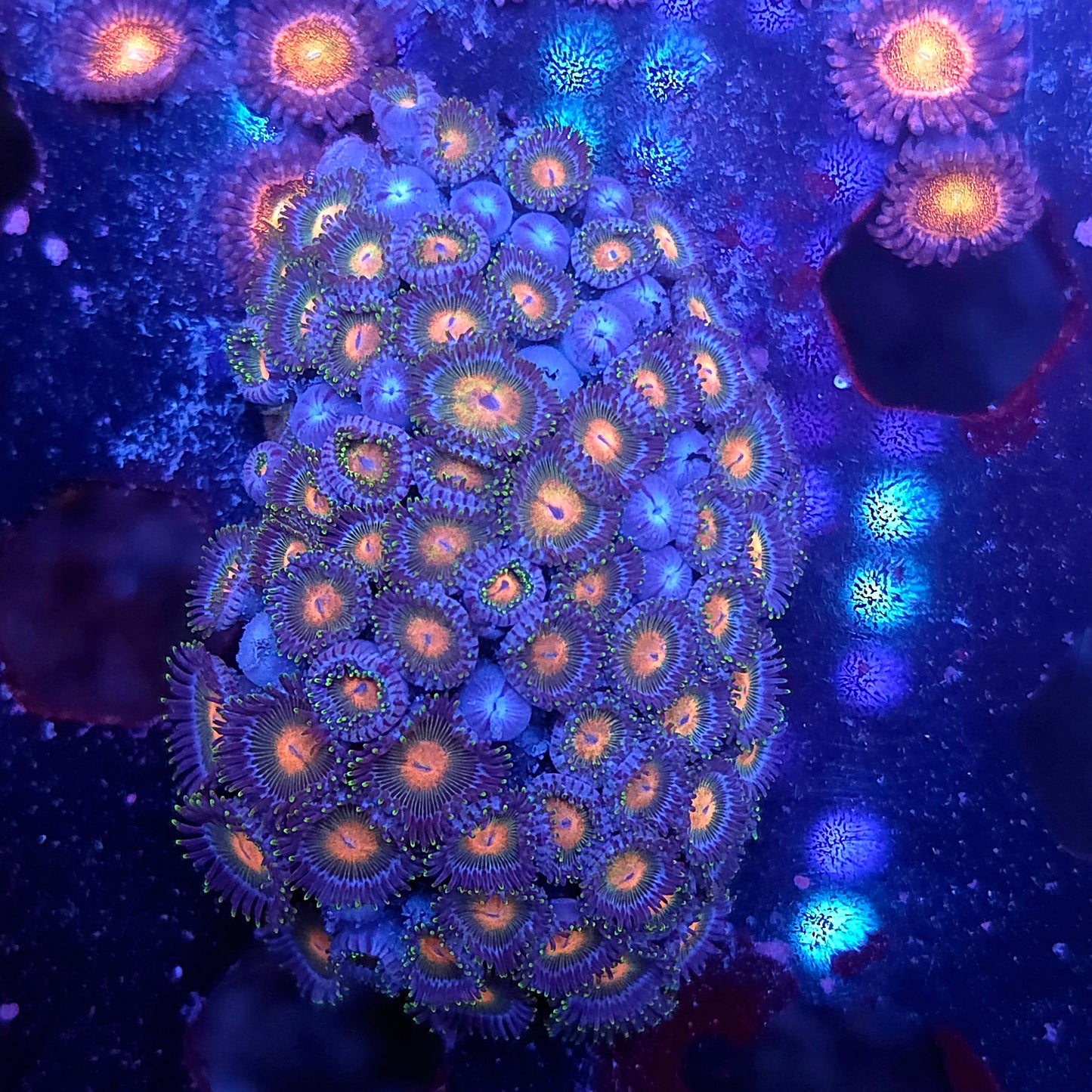 Nice No Name Zoa Mini Colony