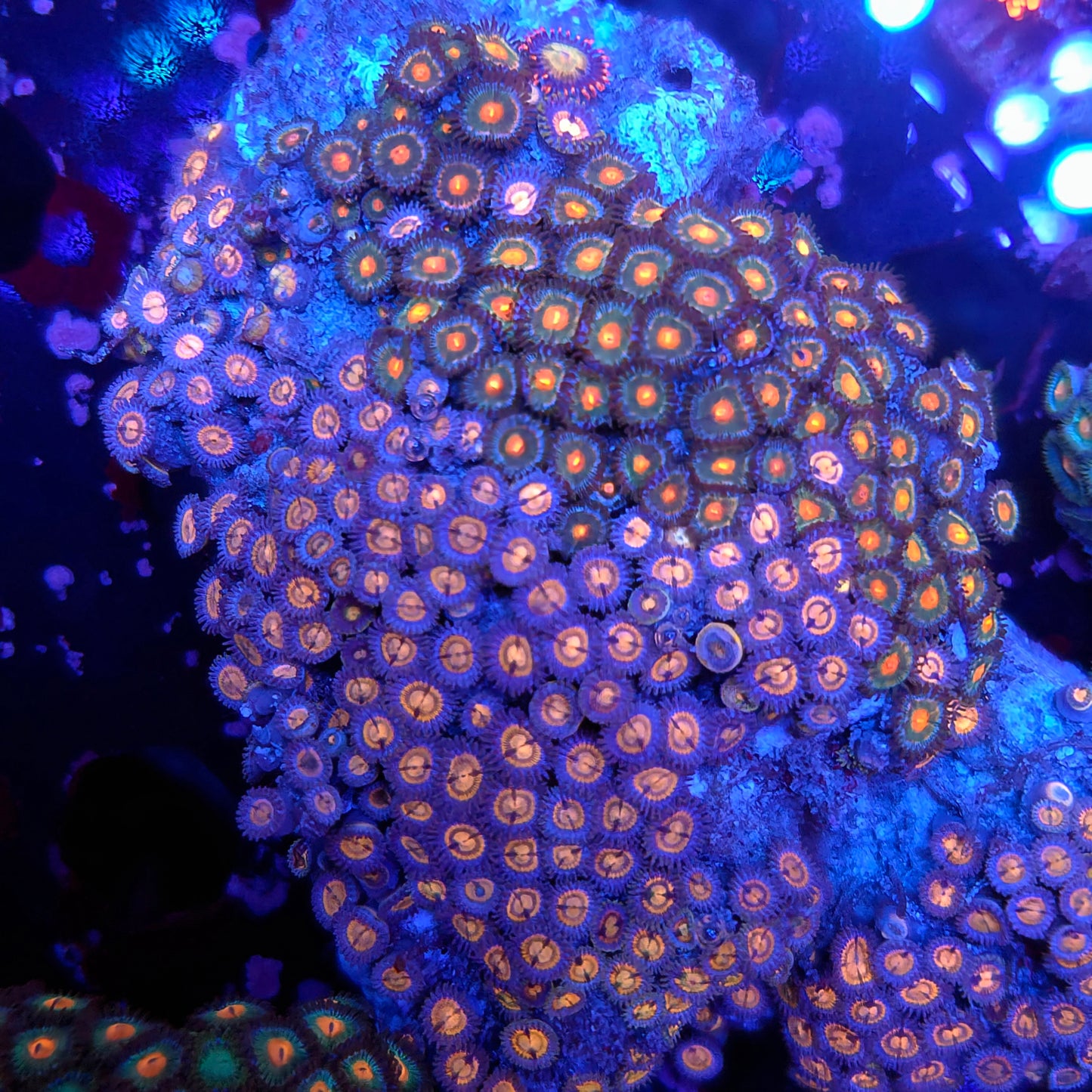 Wolverine Zoa Combo Rock XL