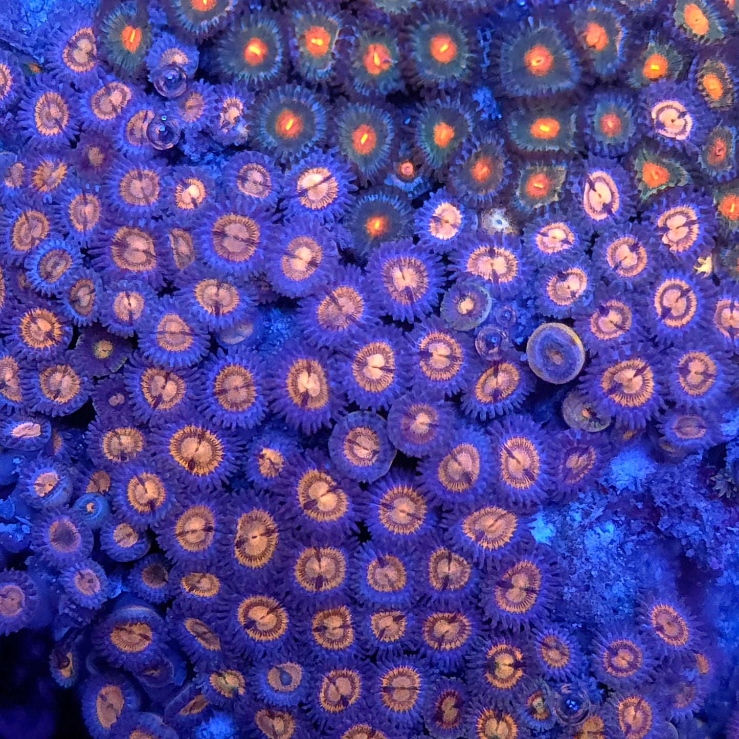 Wolverine Zoa Combo Rock XL