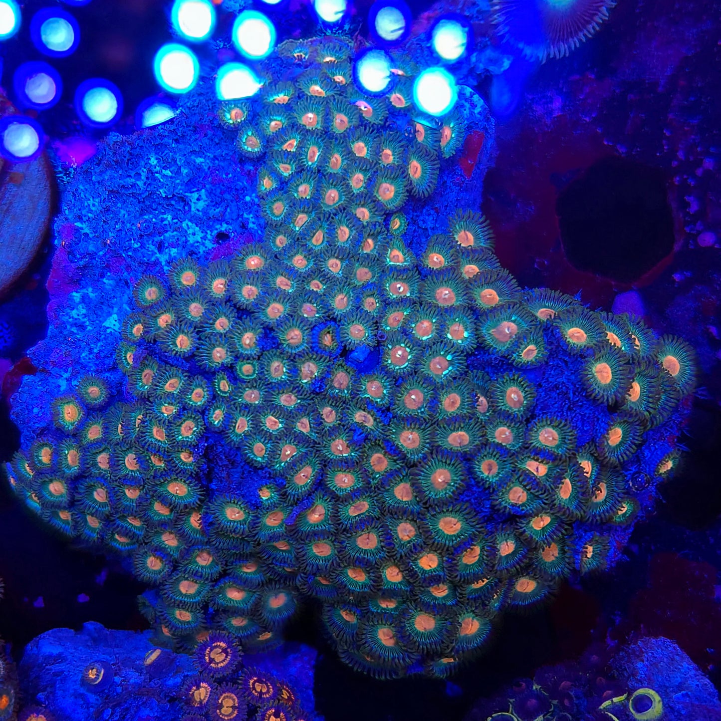 Full Zoa Colony Rock XL
