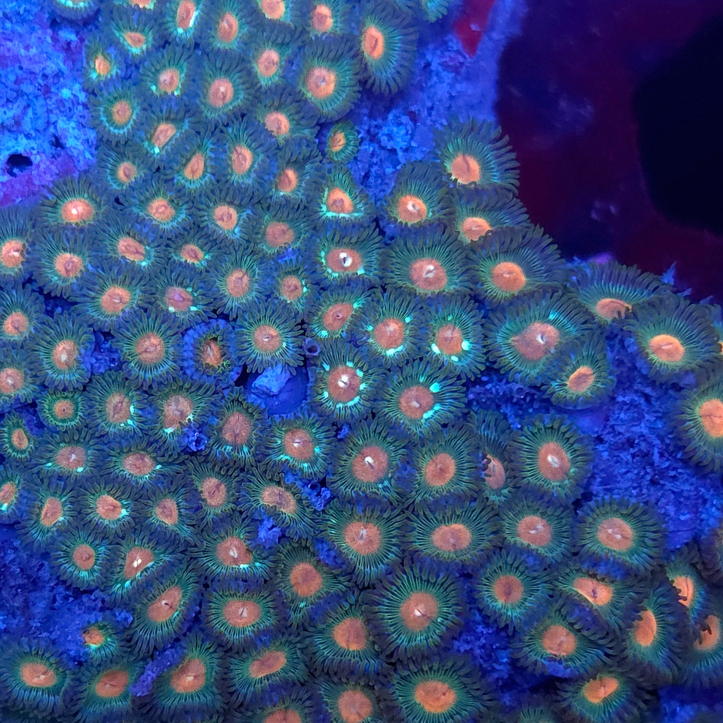 Full Zoa Colony Rock XL