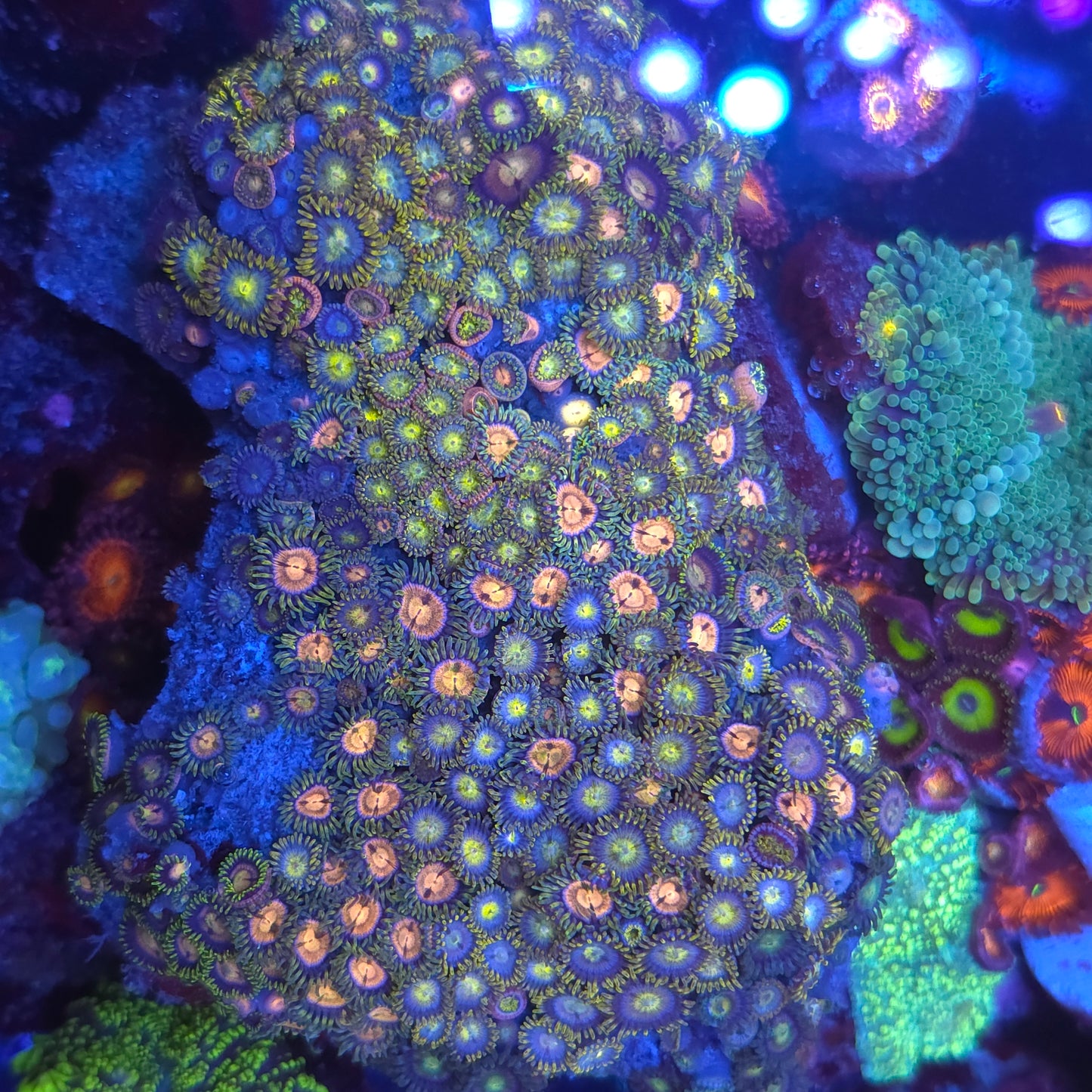 Crazy Mix Zoa Colony Rock XL
