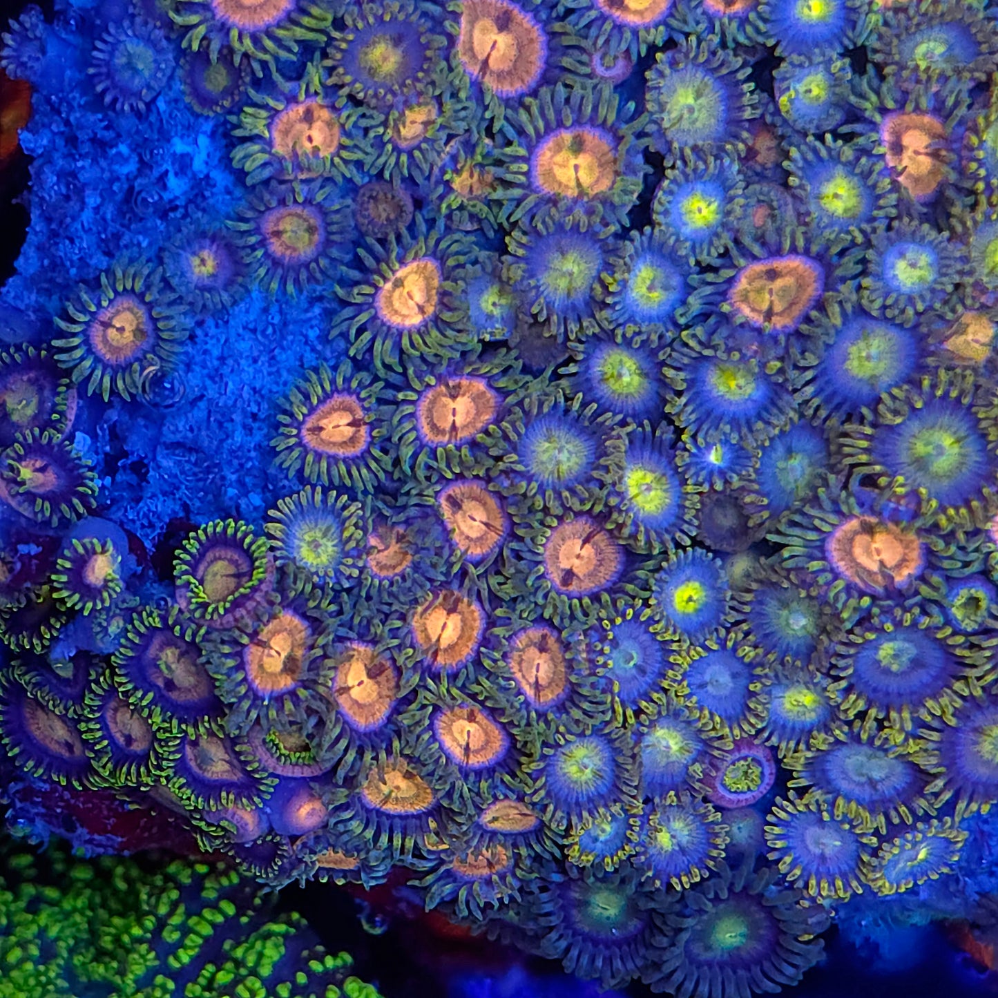 Crazy Mix Zoa Colony Rock XL