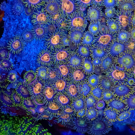 Crazy Mix Zoa Colony Rock XL