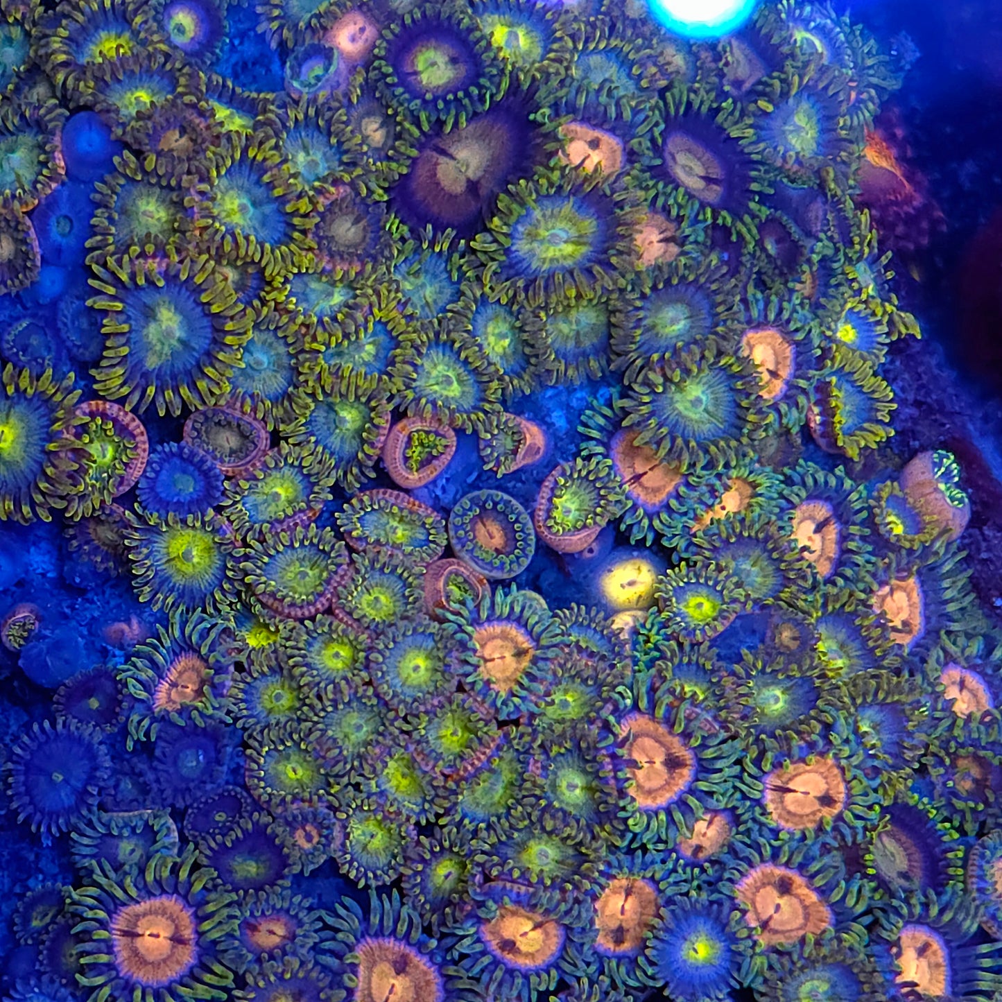 Crazy Mix Zoa Colony Rock XL