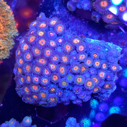 Zoa Mini Colony
