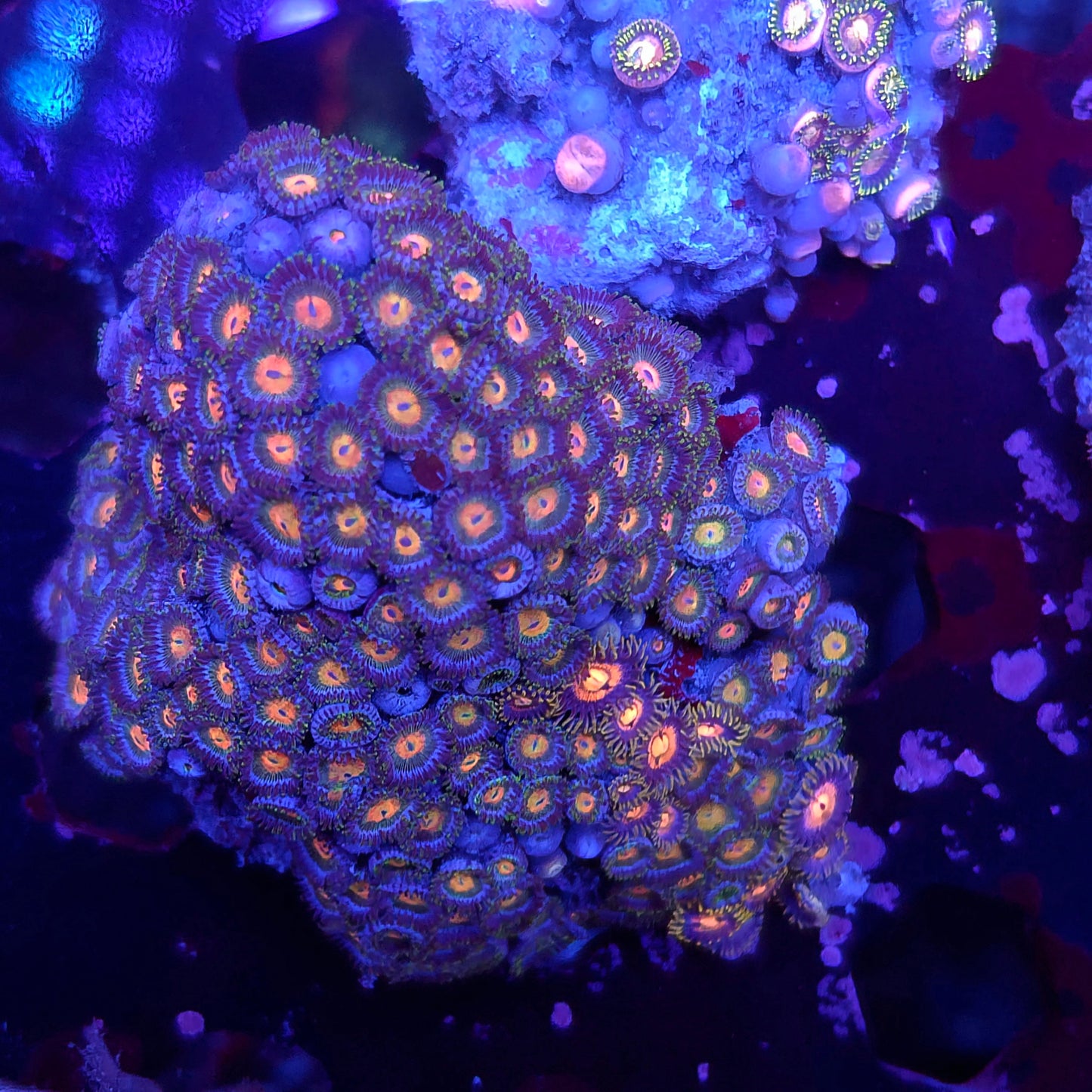 Zoa Mix Colony