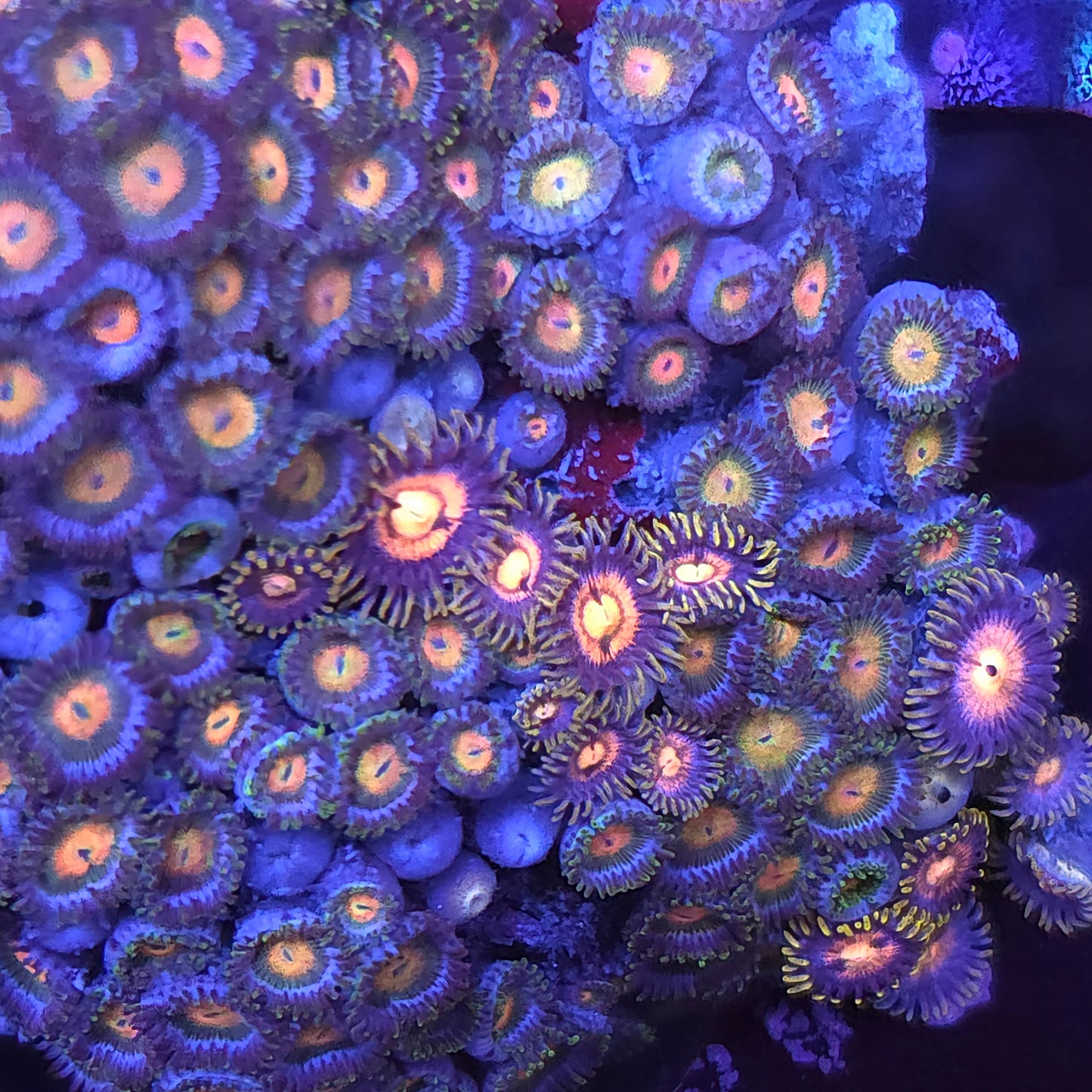 Zoa Mix Colony