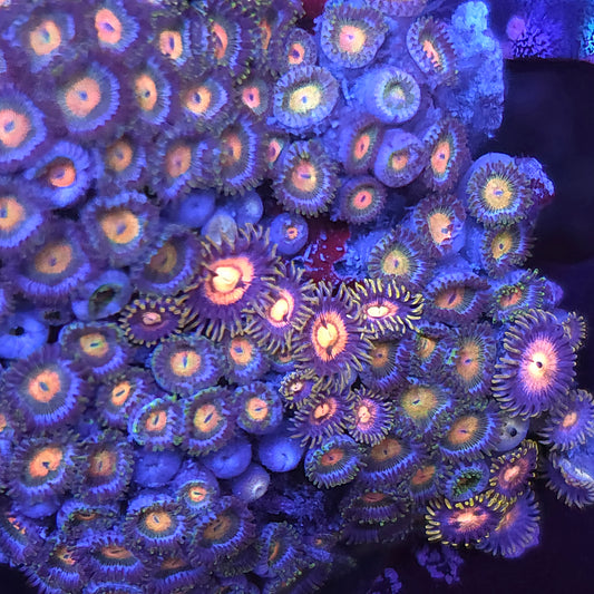 Zoa Mix Colony