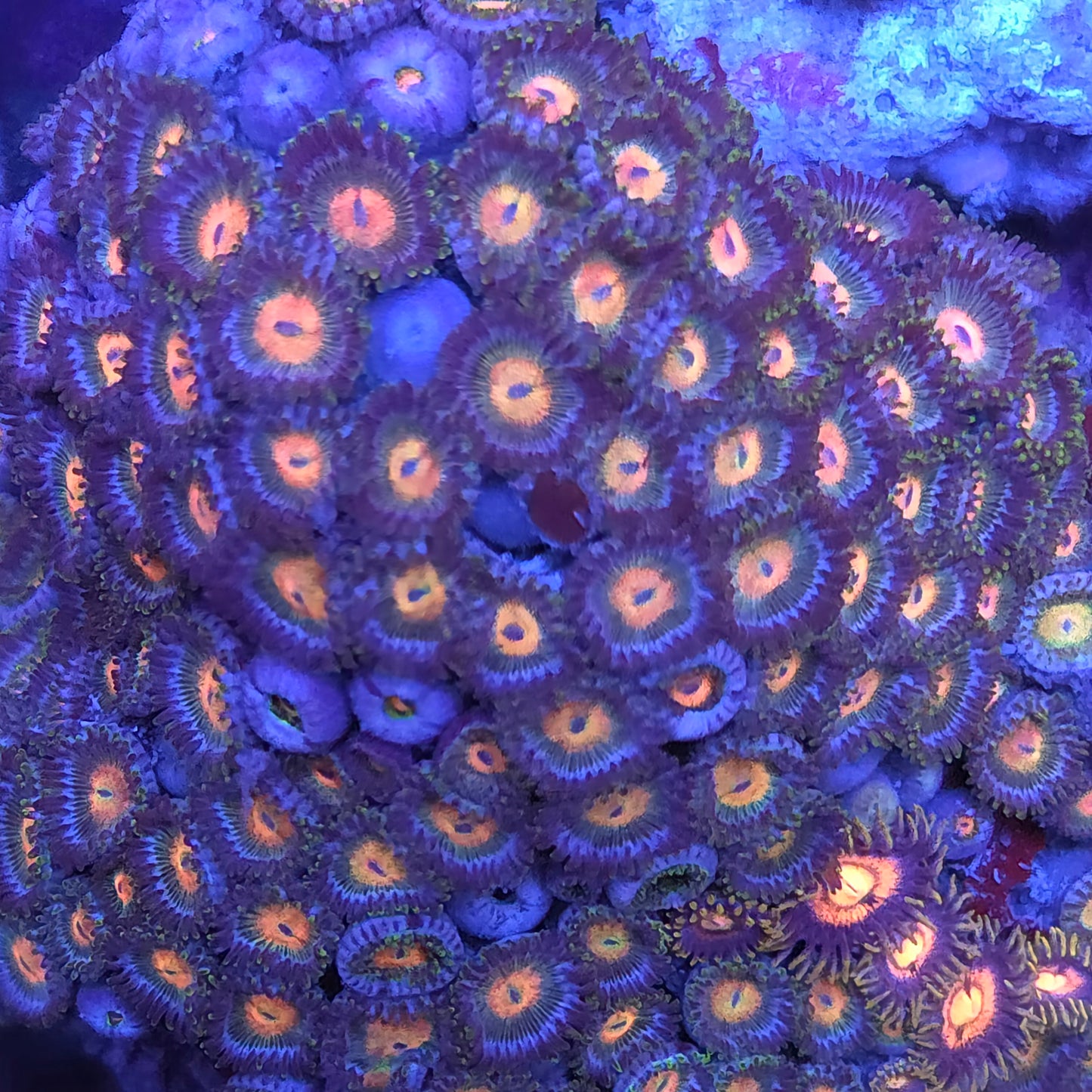 Zoa Mix Colony