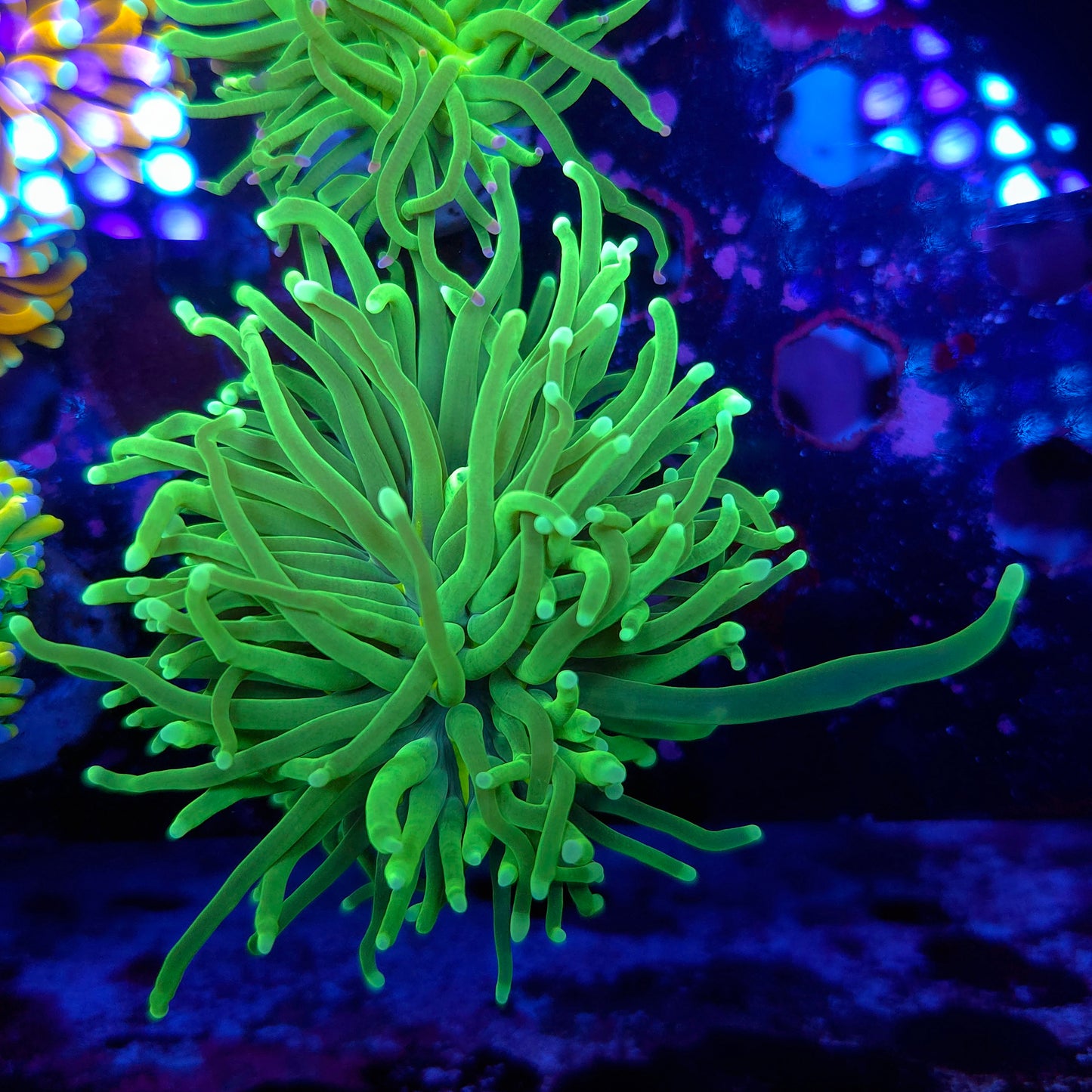 Super Bright Neon Green Torch (Video in pics)