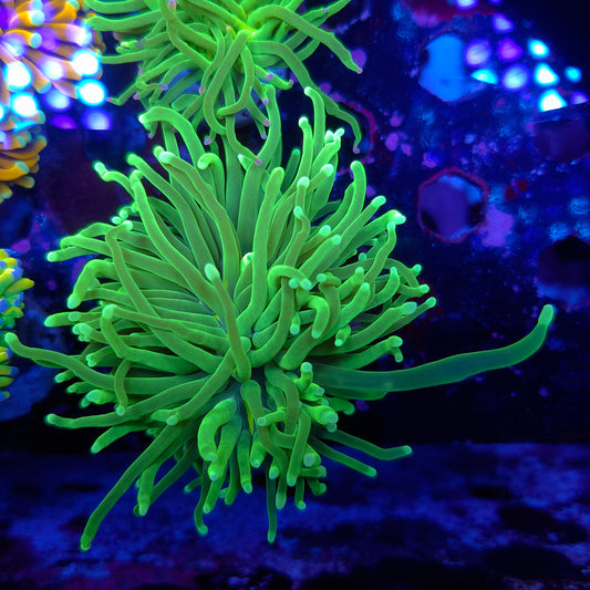 Super Bright Neon Green Torch (Video in pics)