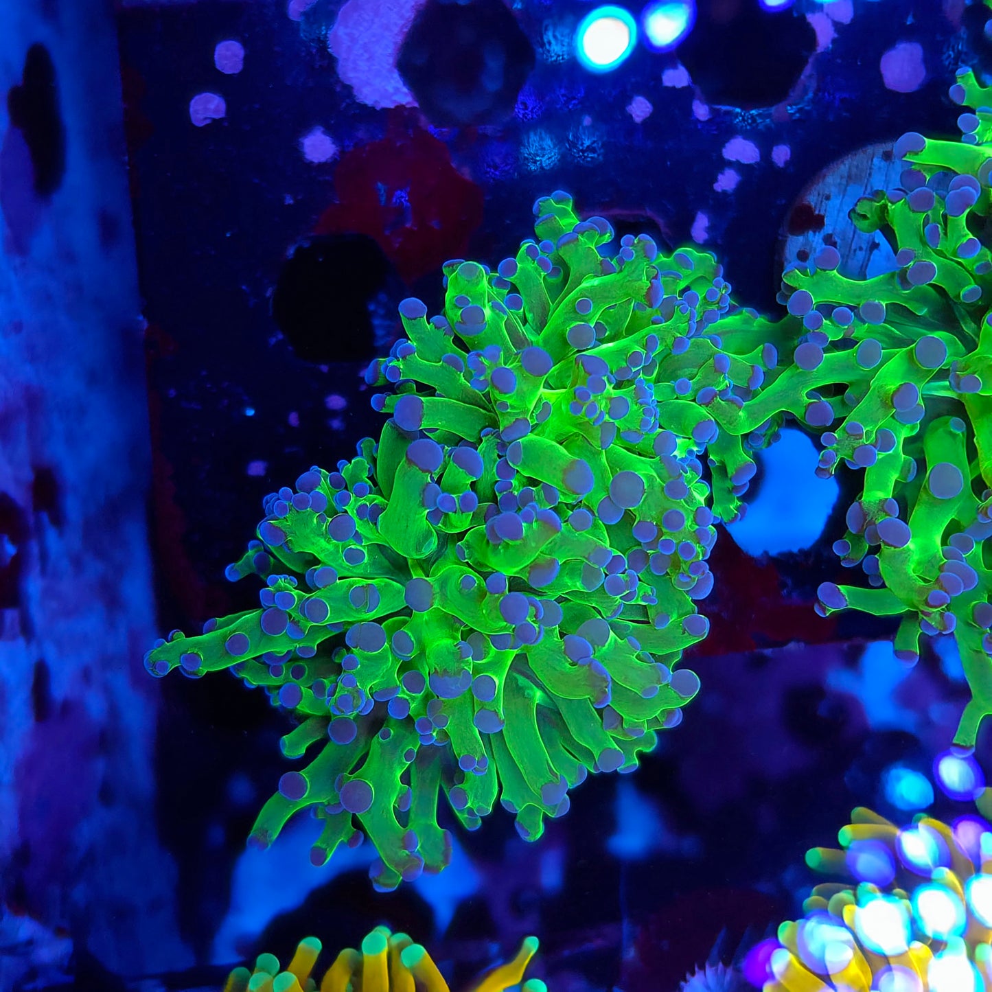 Neon Green Purple Tip Frogspawn Double i(Video in pics)