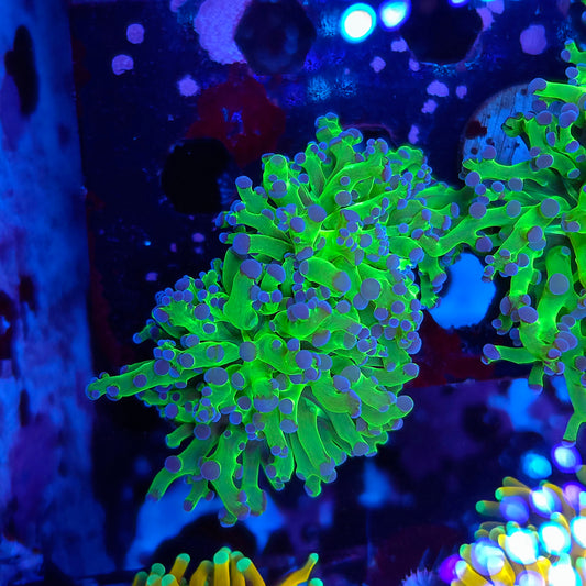 Neon Green Purple Tip Frogspawn Double i(Video in pics)