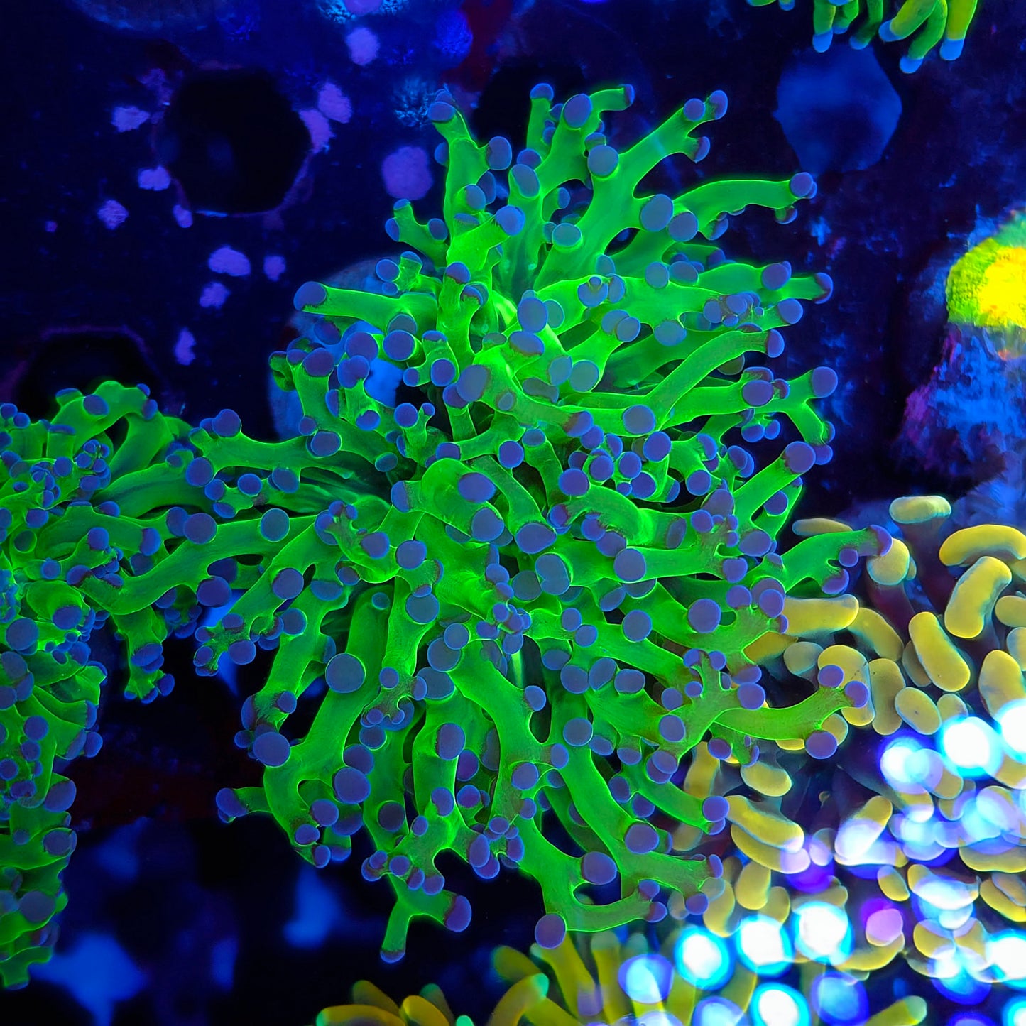 Neon Green Purple Tip Frogspawn Splitting (Video in pics)