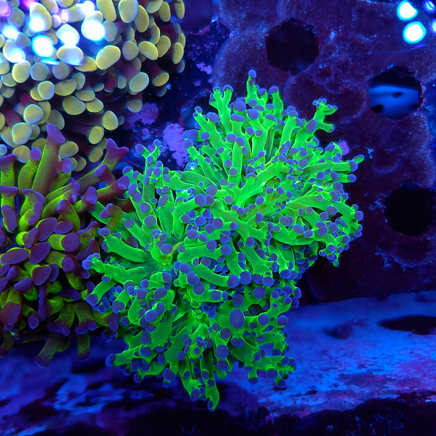 Neon Green Purple Tip Frogspawn Double (Video in pics)