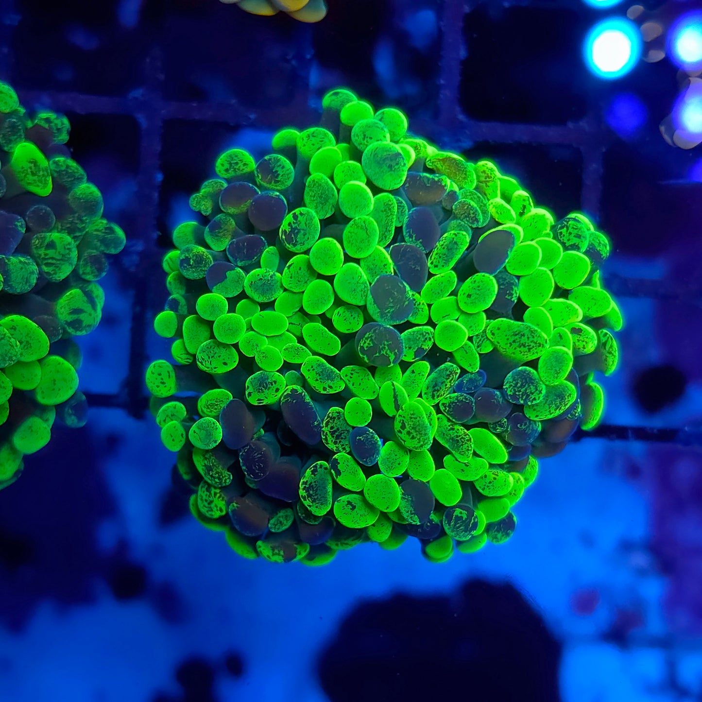 Super Bright Gold Toxic Hammer Splitting (Video in pics)