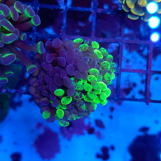 2 Face Toxic Splatter Hammer Splitting (Video in pics)