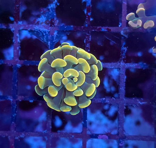 Golden Apple Hammer (Video in pics)