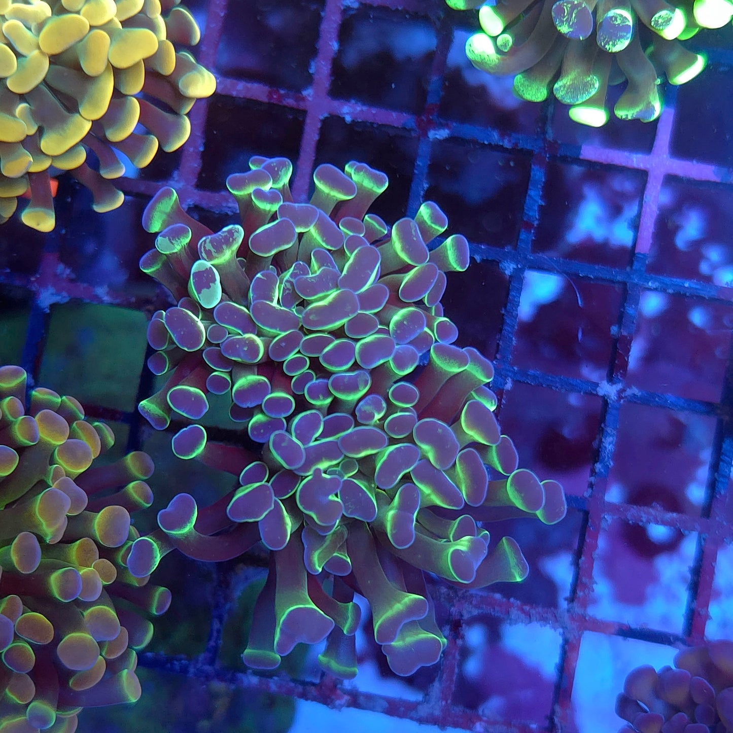Crazy Speckled Hologram Hammer Splitting (Video in pics)