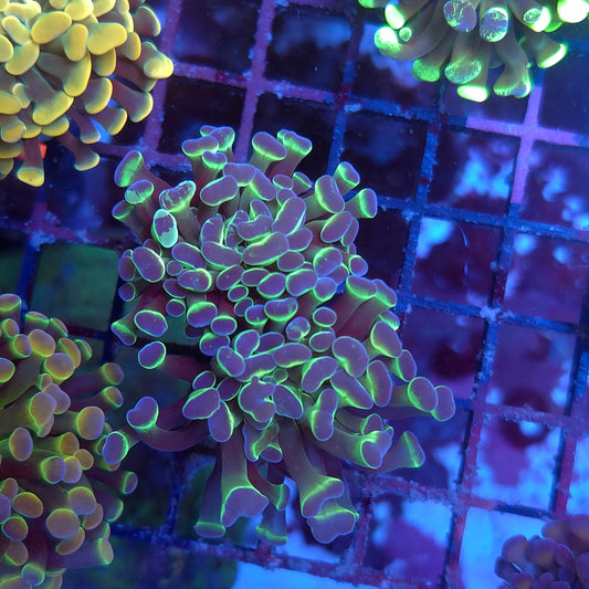 Crazy Speckled Hologram Hammer Splitting (Video in pics)