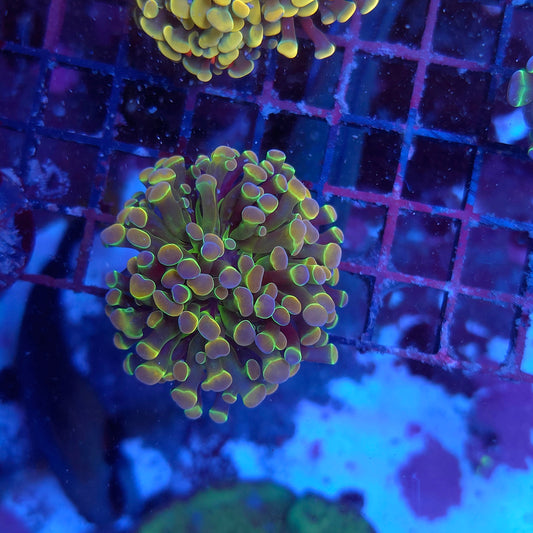 Rainbow Hologram Hammer Nice Size (Video in pics)