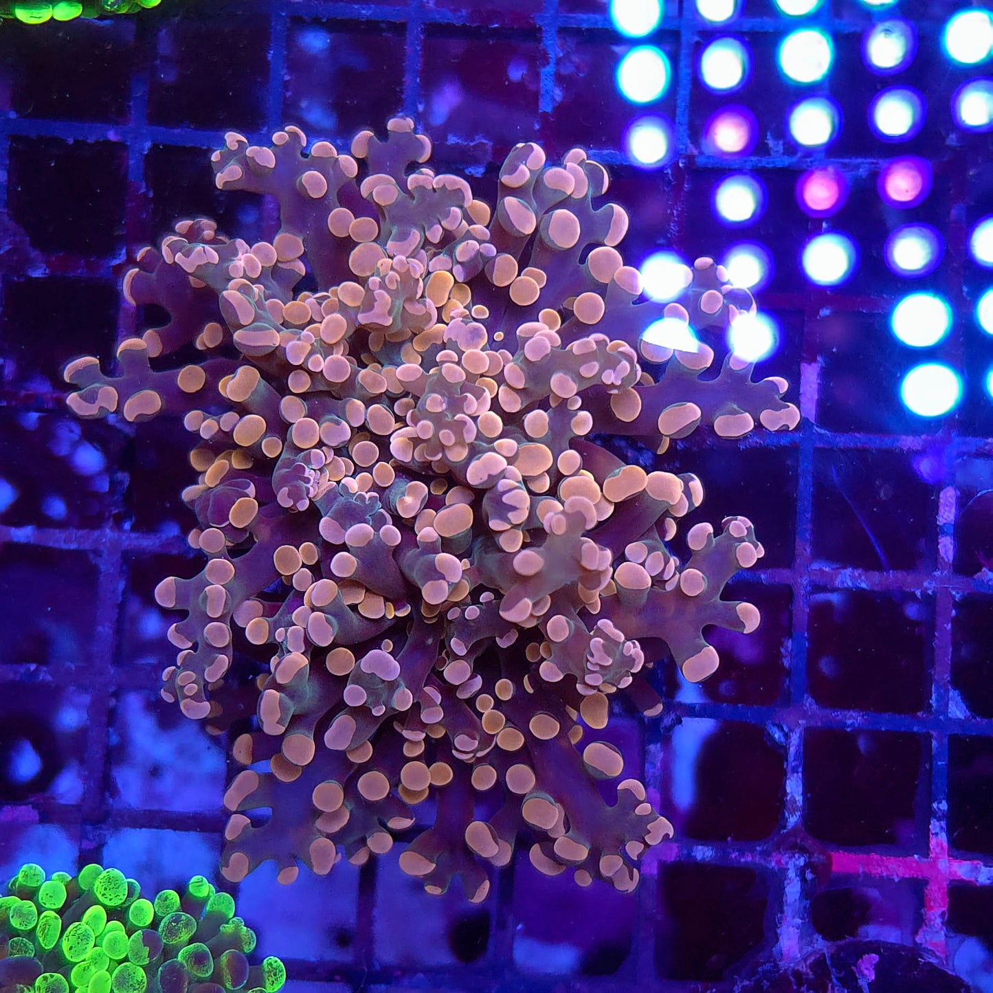 Hot Pink Frogspawn Splitting (Video in pics)