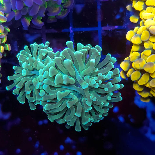 Green Hammer Double (Video in pics)