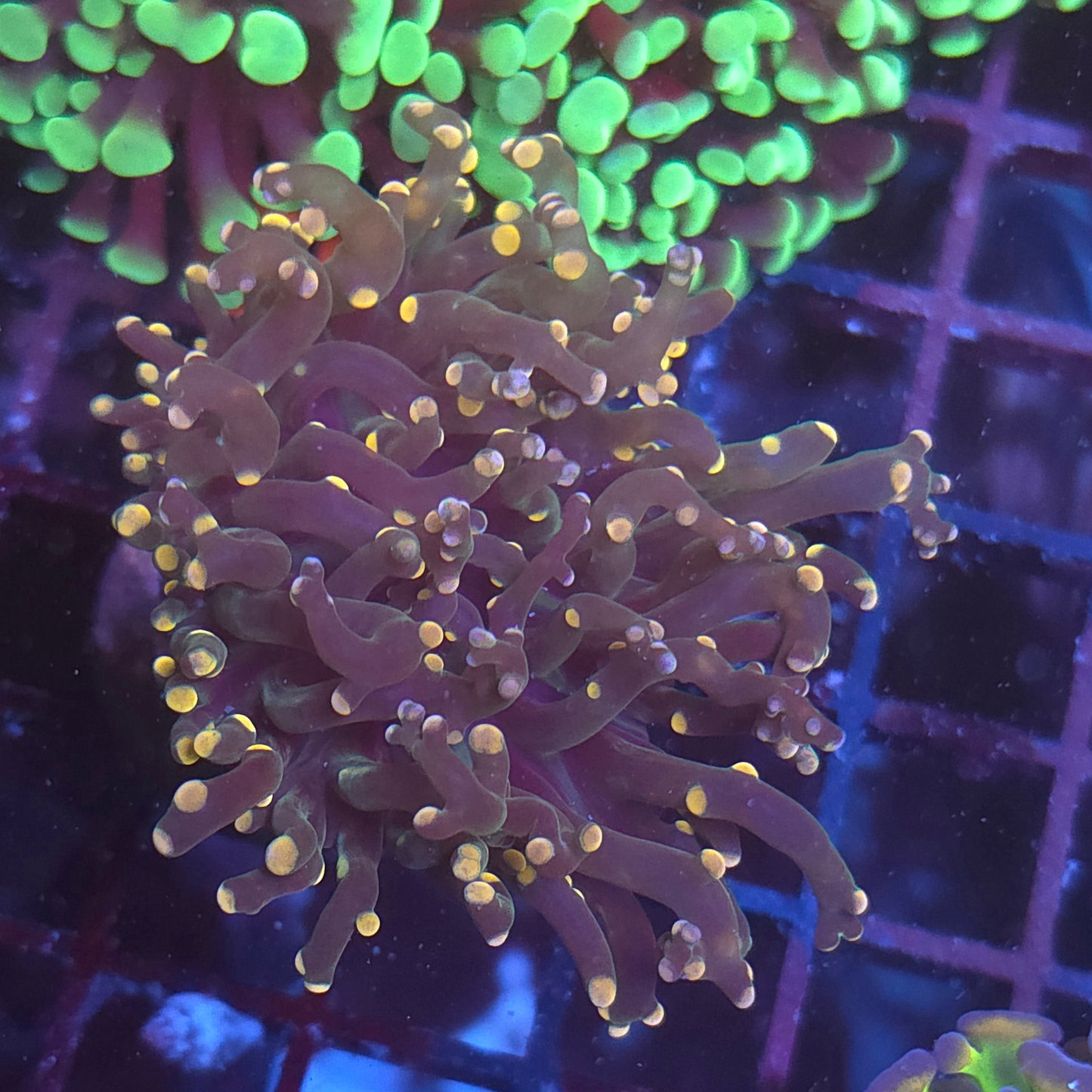 Crazy Frogspawn (Video in pics)