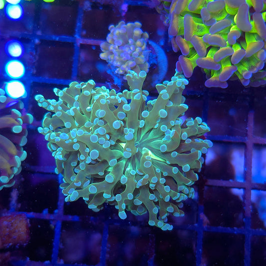 Aquamarine Frogspawn (Video in pics)