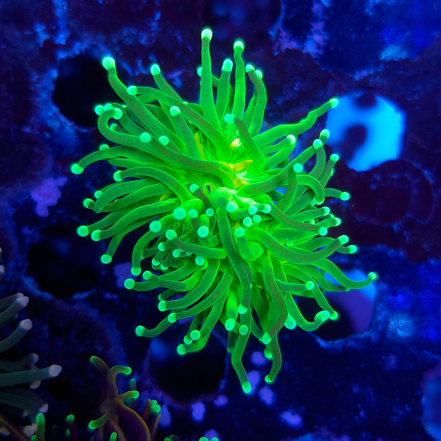 Mean Green Torch (Video in pics)