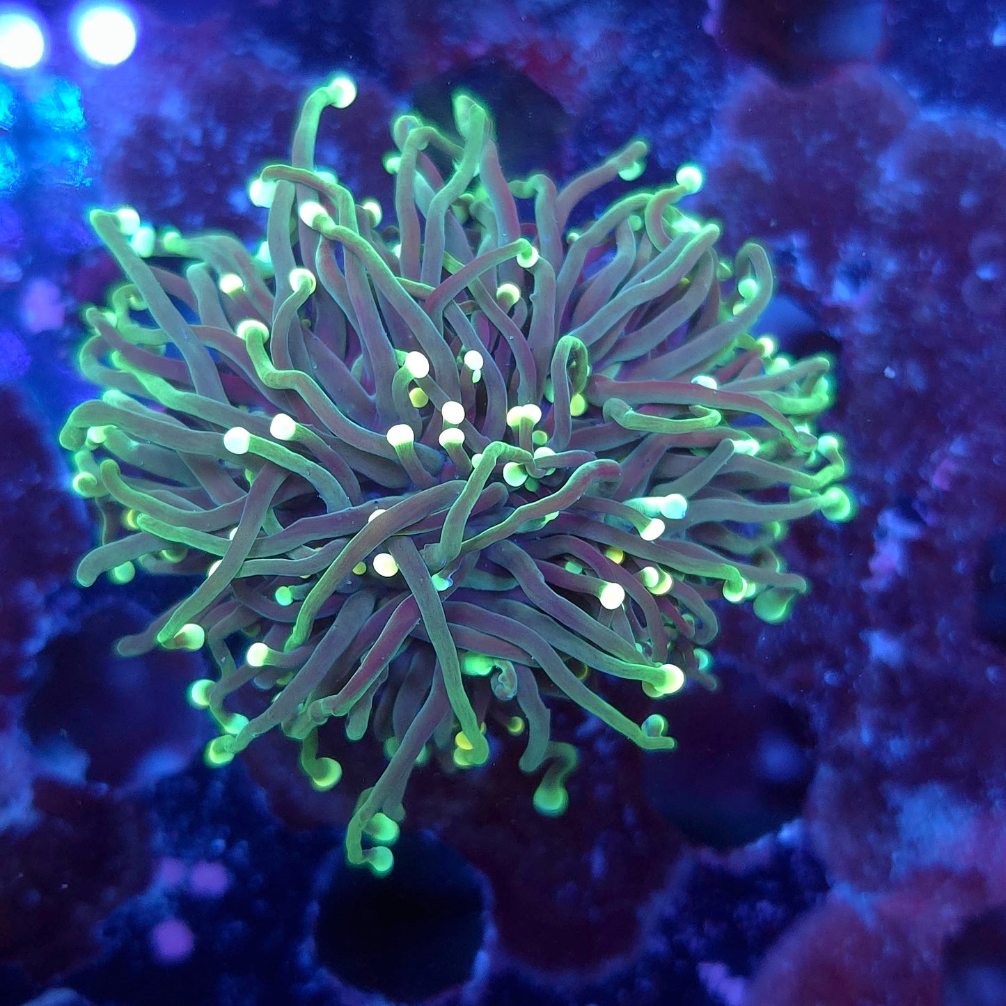 Lime Tip Torch (Video in pics)