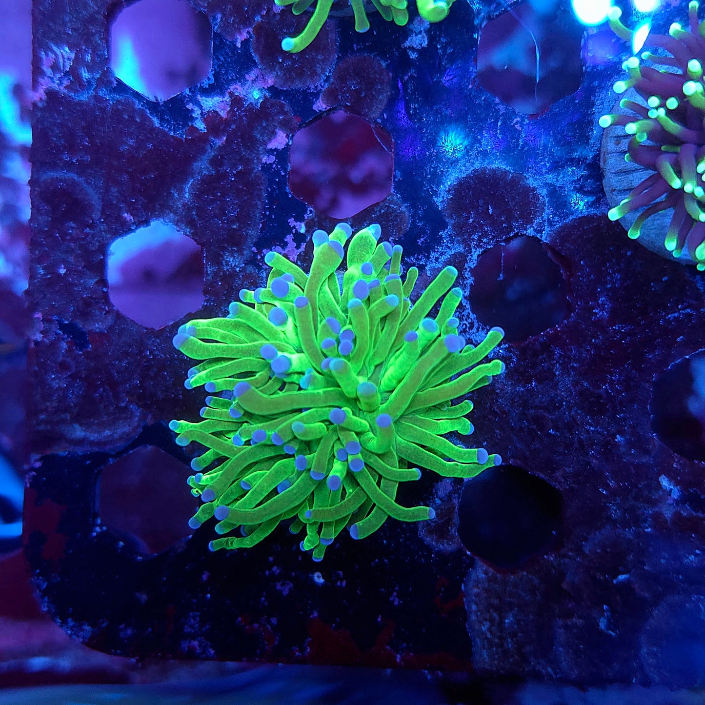 Todds Torch (Video in pics)