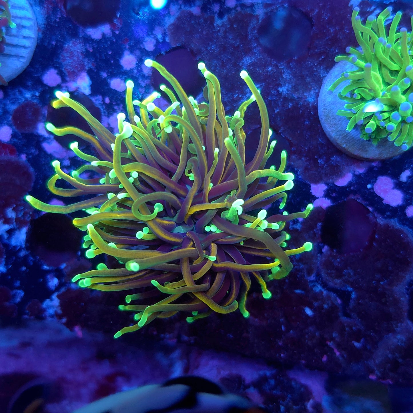 Hellfire Torch (Video in pics)