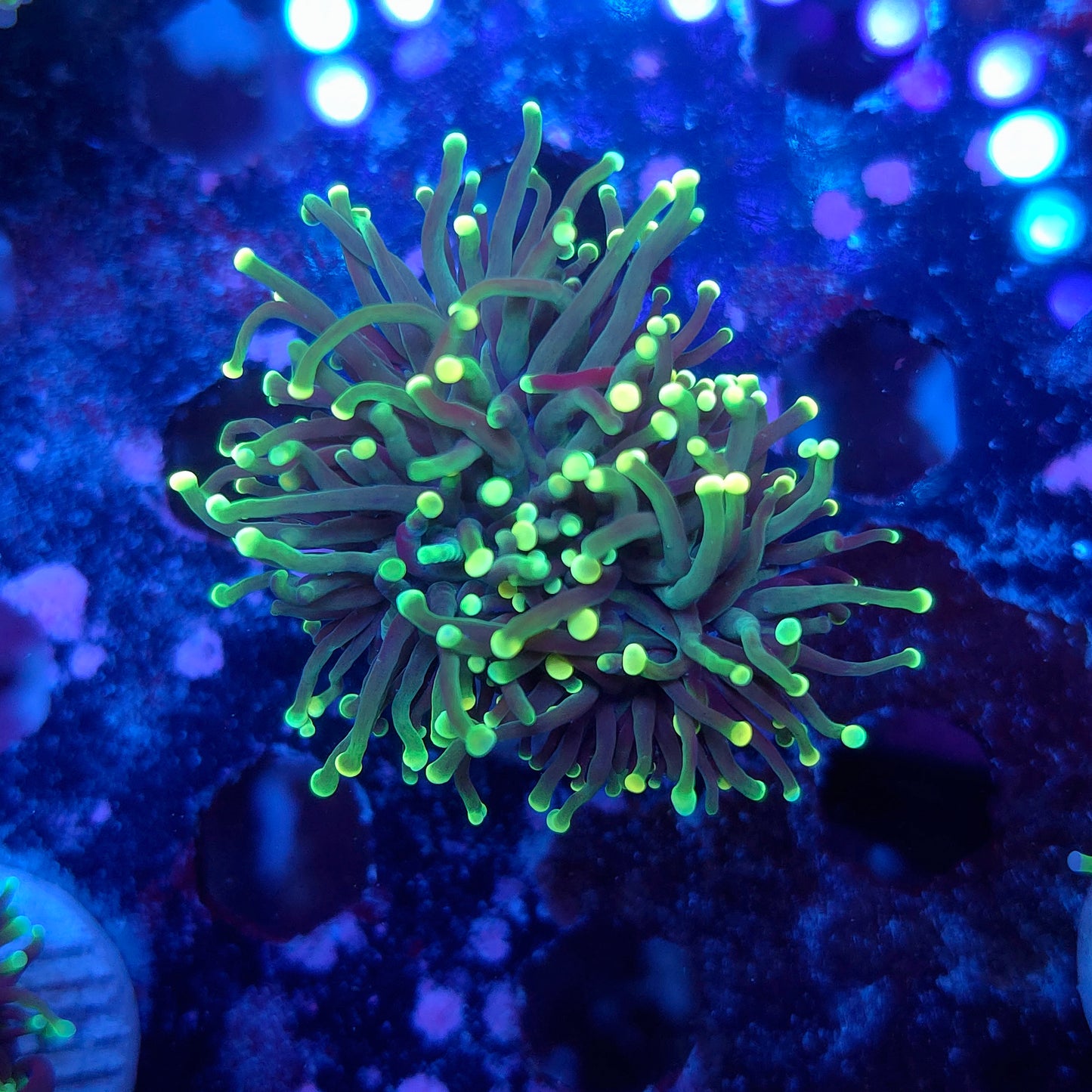 Lime Tip Torch (Video in pics)